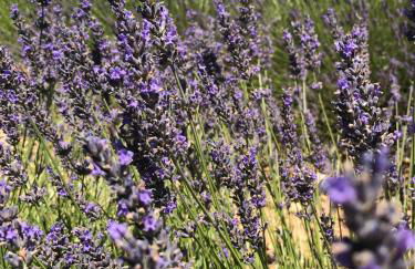 Les Gites De La Gassende - Foto 19