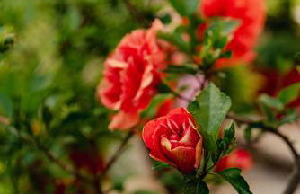 Armonia Apartments - Foto 68