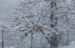 LA CASETTA DELLA NONNA - Photo 52