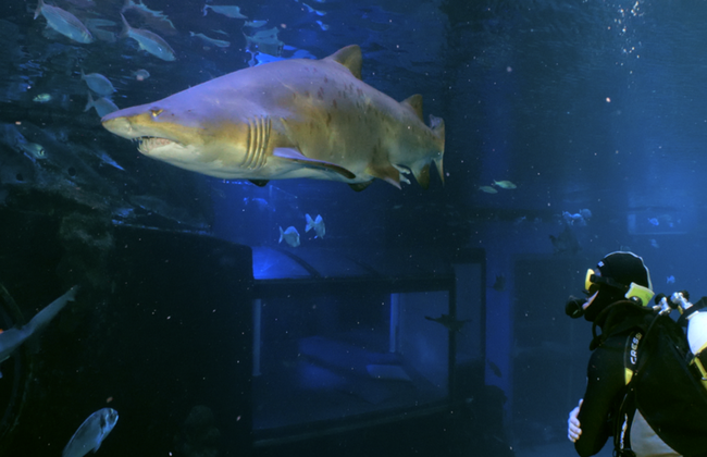 Palma Aquarium - Ticket - Foto 13