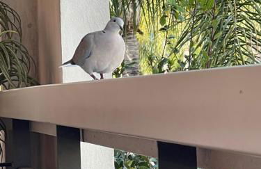 VILLENEUVE LOUBET PLAGE- Entre NICE et CANNES - Foto 53