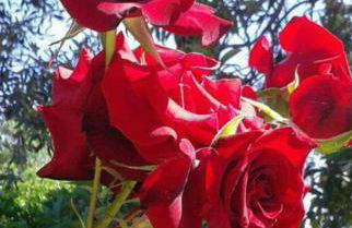 Panos and Chrisas House - Foto 33