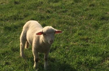 Ferienwohnungen Brack in Gaggenau - Foto 22