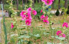 Augustówka - letnisko na Wrzosowiskach - Foto 32