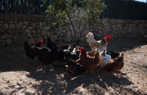 Can Ferrer - Foto 31