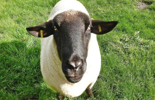 Ferienhof Landhaus Markus, Southern Switzerland - Photo 29