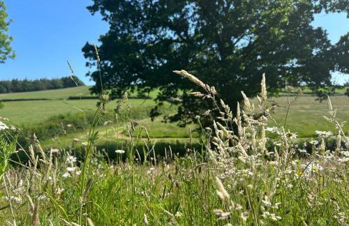 Cosy Devon Hut Woodland Views - Photo 47