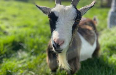Mulberry House Farm The Garden Room - Foto 23