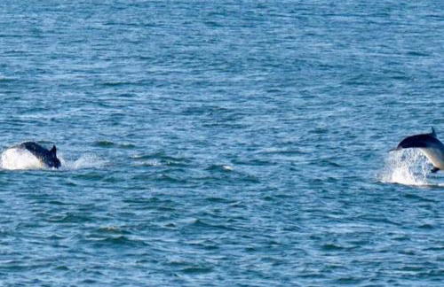 The Seaview - South Shields - Foto 39