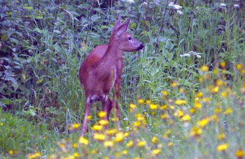 Woodburn ground-floor apartment in quiet setting in Pitlochry - Foto 31