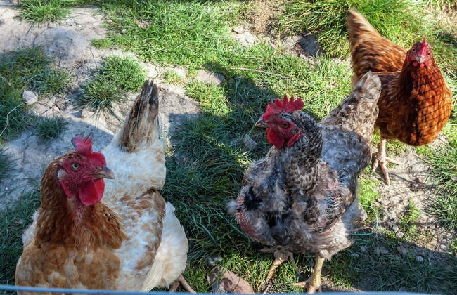Farmhouse With Fenced Garden - Foto 25