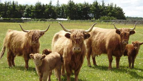 Smugglers Rock Cottages - Foto 5