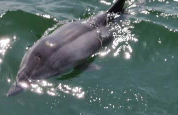 Flamingo's way Cagliari - Foto 34