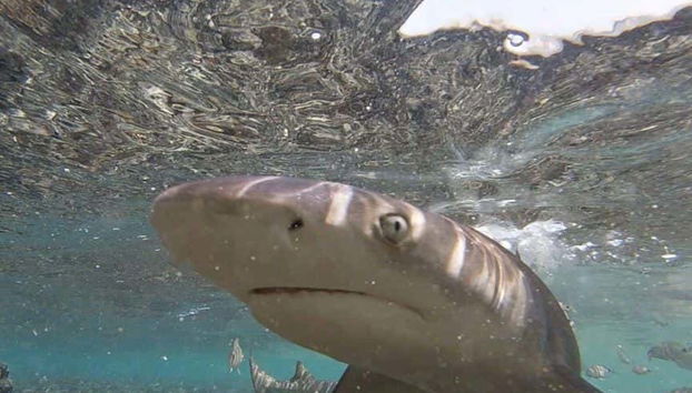 Nagez avec des requins-citrons