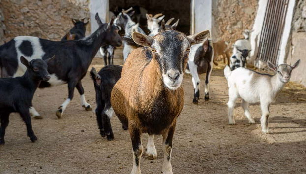 Visit to the Subaida Cheese Factory - Photo 5