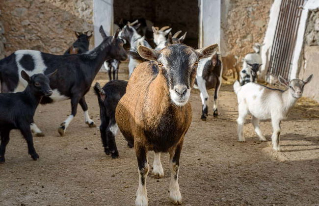 Visita a la quesería Subaida - Foto 5