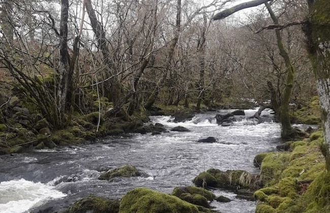 Cosy Woodland off Grid Shepherds Hut - Rowan - Foto 25