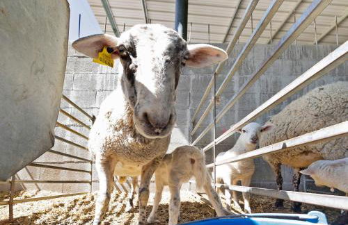 Mas Cal Gintó - Foto 29