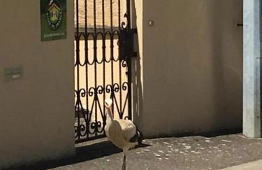 Fleur de Vigne - Foto 25