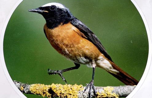 Casa del Codirosso - Foto 38