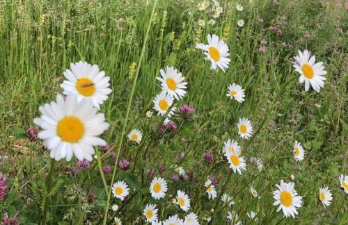 DomiLia Comfortable holiday residence - Foto 31