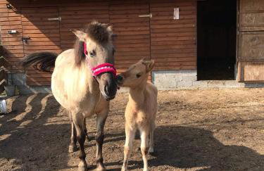 Sielanka Dąbrowa - Foto 20