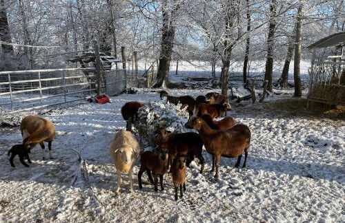 Ferienhof Weitblick - Foto 5
