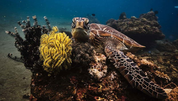 Scuba Diving in Maafushi - Foto 2