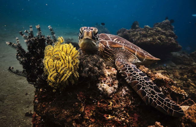 Bautismo de buceo en Maafushi - Foto 3