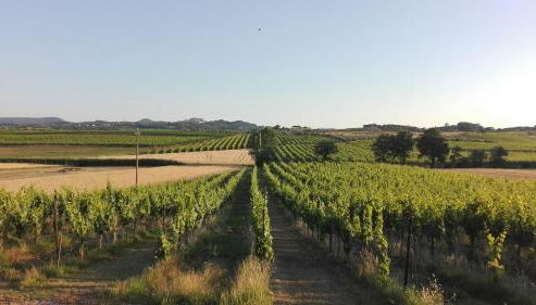 Agriturismo La Chiesina - Foto 4