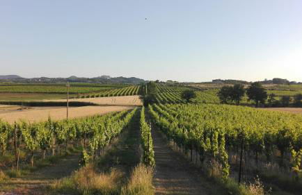 Agriturismo La Chiesina - Foto 4