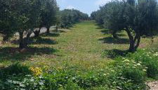 View West Elafonisi house - Foto 3