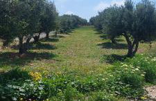 View West Elafonisi house - Foto 3