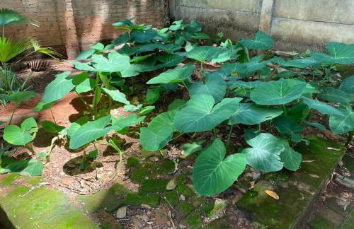 #casinhadasbananeiras - Foto 54