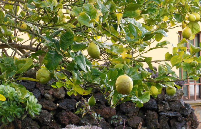 Aborigen Bimbache Casa Rural - Foto 24