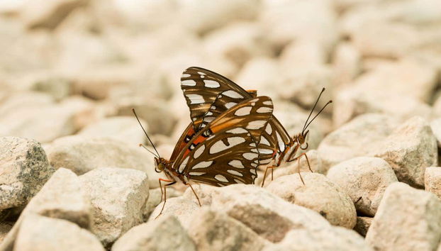 Dos mariposas en el mariposario Jardín Mágico de Puerto Vallarta