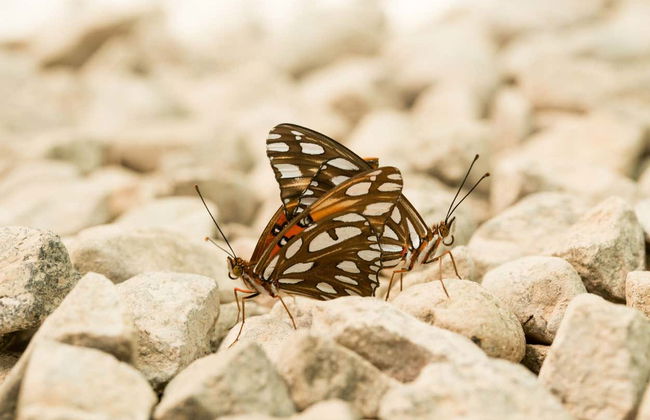 Visita guidata della casa delle farfalle Jardín Mágico - Foto 4