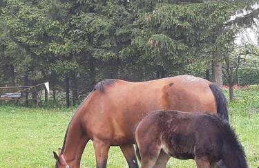 Apartamenty Nowielice - Foto 6