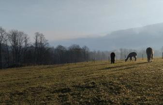 ZALASEK Gospodarstwo Agroturystyczne z Alpakami - Foto 33