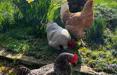 Manoir de La Barre Ceton - Foto 47