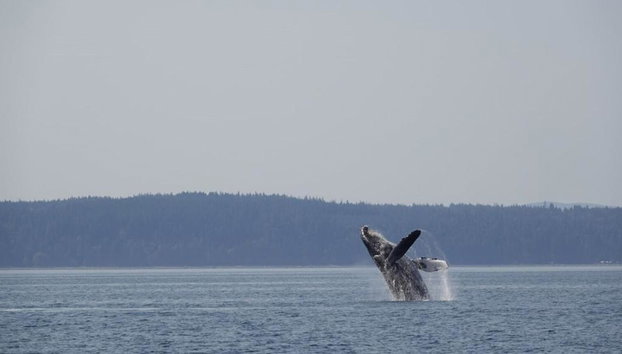 6 Hour Whale and Wildlife Boat Tour - Foto 5