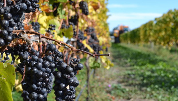 The Bekaa Valley Wineries - Photo 2