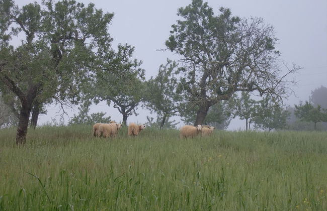 Agroturisme Perola - Adults Only - Foto 22