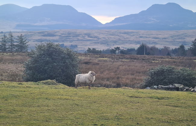 Rhiw Goch Inn Holiday Home - Photo 13