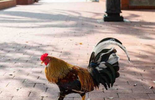 Nawlins vibe with rooftop verandah near Riverwalk and downtown - Foto 19