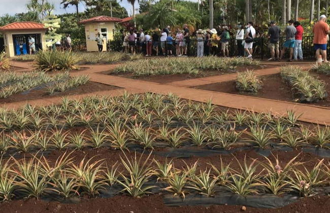 Oahu Private Tour - Photo 4