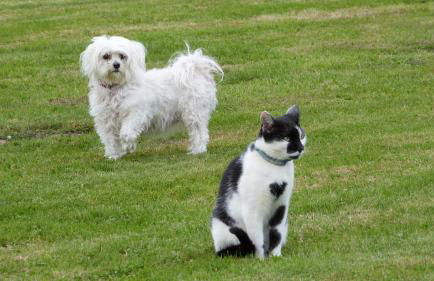 Gîte et Relais Equestre de Marie - Foto 30