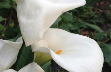 Le Jardin croix Roussien - Foto 36