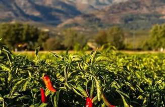 Las Casas de Lola - Foto 79