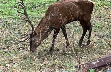 Di Finizio_Cottage - Foto 36